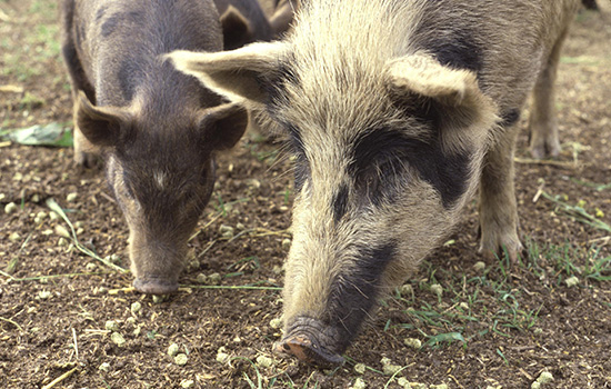 CWBA-gallery-feral-pigs CWBA feral pigs
