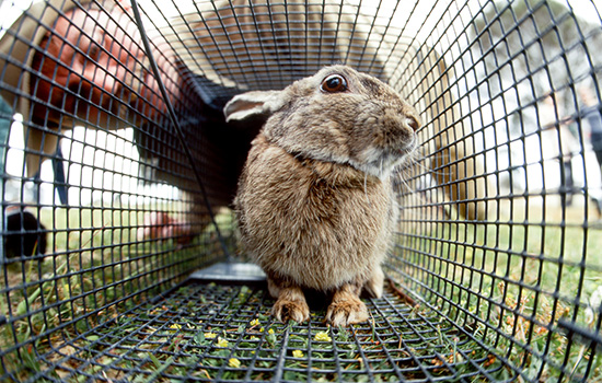 CWBA-gallery-rabbit CWBA rabbit