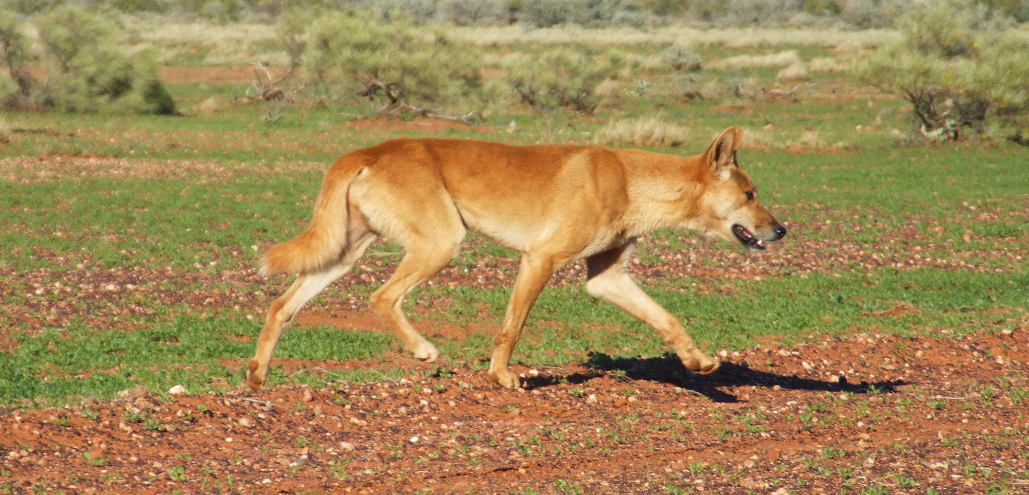 CWBA - Wild dingo